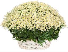 Цветочная композиция из Ромашки в корзине #REPLACE_PRED# Вейделевке